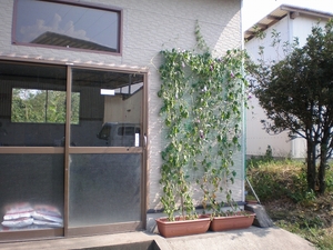プチ緑のカーテン.jpg