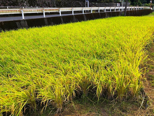 手植えの田んぼ.jpg