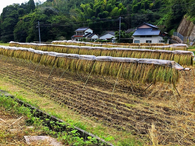 機械植えの※.jpg