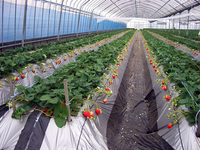 土耕・高設どちらでも