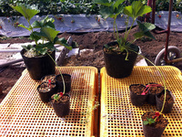 育苗や苗作りに