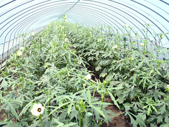 オクラの防疫機能UP